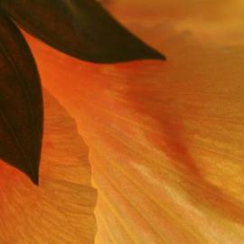 Paula Durbin: 'Hibiscus', 2004 Color Photograph, Botanical. Artist Description: Macro image of a Hibiscus leaf.This image is printed by Qoro.  May also be printed as an Ilfachrome, Fresson and Canvas.May also ...