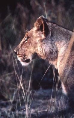 Paula Durbin: 'Lioness Profile', 2001 Color Photograph, Wildlife. A Fresson print. Zambia. May be printed in other sizes and processes....