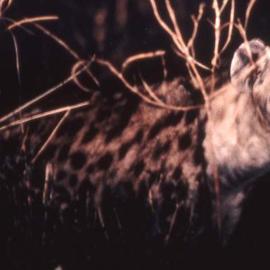 Paula Durbin: 'Night Hyena', 2001 Color Photograph, Wildlife. Artist Description: A Fresson print. Zambia. May be printed in other sizes and processes....