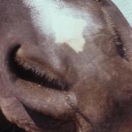 Paula Durbin: 'Nose', 2003 Color Photograph, Equine. Artist Description: A Fresson print. May be printed in other sizes and processes....