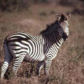 Paula Durbin: 'Zebra Looking', 2001 Color Photograph, Wildlife. Artist Description: A Fresson print.  Taken in Zambia. May be printed in other sizes and processes....