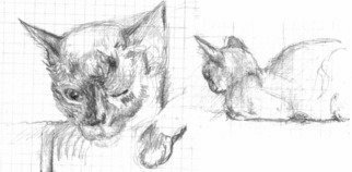 Fred Brawner: 'siamcat', 2018 Graphite Drawing, Animals. Sketch of a cat...