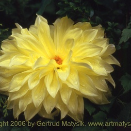 Gertrud Matysik: 'motive from flora 0060', 2006 Color Photograph, Floral. Artist Description: Copyright 2006 by Gertrud Matysik, www. artmatysik. org.Please feel free to ask for further informations and thank you for your visit.    ...