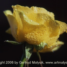 Gertrud Matysik: 'motive from flora 0070', 2006 Color Photograph, Floral. 