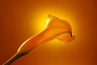 Marilyn Nosewicz: 'Spring Calla Lilly Yellow Floral Color Photo', 2010 Other Photography, Floral.  A Year- round reminder of Spring, and new life to come. An edition of 10 large- format Giclee prints, Shipped in a protective tube. Shipping included in USA. Outside USA, please inquire. ...