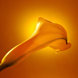 Marilyn Nosewicz: 'Spring Calla Lilly Yellow Floral Color Photo', 2010 Other Photography, Floral. Artist Description:  A Year- round reminder of Spring, and new life to come. An edition of 10 large- format Giclee prints, Shipped in a protective tube. Shipping included in USA. Outside USA, please inquire. ...