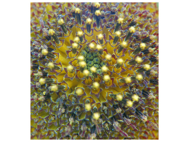 Artist Marilyn Nosewicz. 'Sun Flower Closeup Lense Yellow  Purple Orange Digital Photograph' Artwork Image, Created in 2010, Original Printmaking Giclee - Open Edition. #art #artist
