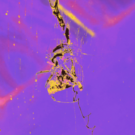 Arachnid Art IX Vision In Lavender By C. A. Hoffman