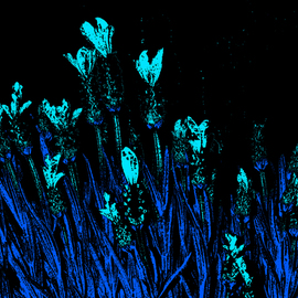 Blue Flowers At Midnight, C. A. Hoffman