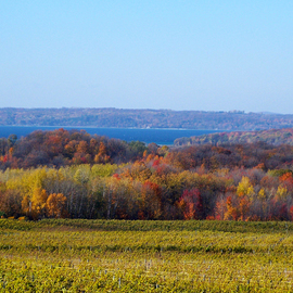 Fall Vineyard Landscape By C. A. Hoffman