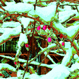 Japanese Pink Berries By C. A. Hoffman