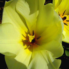 C. A. Hoffman: 'Lemon Toolipps', 2009 Color Photograph, Floral. 