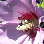 Pollen Enthusiast Ii, C. A. Hoffman