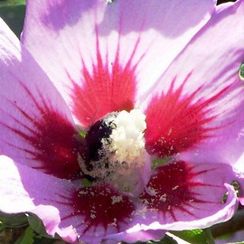 C. A. Hoffman: 'Pollen Enthusiast III Glutton', 2008 Color Photograph, nature. Artist Description:  Third in a series of shots taken of a very busy and hungry bee.   ...