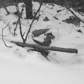 C. A. Hoffman: 'Winters Sniper', 2009 Black and White Photograph, Landscape. Artist Description:                This is an original photo that has been digitally painted to create an original piece of art.        This s an original photo that has been digitally- painted to create an original piece of art.       ...