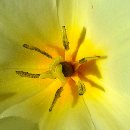 C. A. Hoffman: 'Yellow Tulip Debut', 2009 Color Photograph, Floral. 