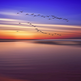 Jean Dominique  Martin: 'sunrise ocean fling birds', 2021 Color Photograph, Landscape. Artist Description: East coast Australia Ocean Sunrise ...