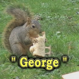Michael Pickett: 'George', 2009 Other Photography, Animals. Artist Description:   Photo From Video, 