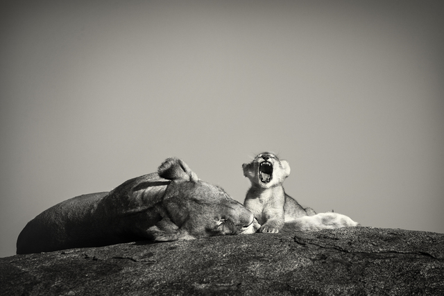 Pekka Jarventaus  'Cub Life, Serengeti', created in 2014, Original Photography Black and White.