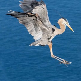 Dick Drechsler: 'great blue heron landing', 2018 Color Photograph, Birds. Artist Description: This great blue heron feeds on the docks in the Channel Islands Harbor in Oxnard, CA. Here it is landing for an afternoon of fishing. ...