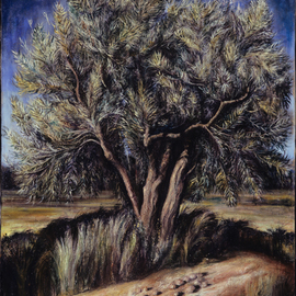 Olive Tree By Riccardo Rossati