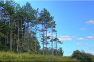 Richard Montemurro: 'Autumn Sky at Round Pond Reservoir', 2008 Color Photograph, Landscape.   Trees stand tall against an Autumn Sky at the Pond.  ...