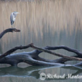 Richard Montemurro: 'BLUE LAGOON', 2008 Color Photograph, Birds. Artist Description:  A Heron rests on a fallen tree at a local lake. ...