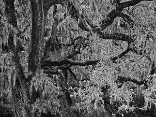 Rick Chinelli: 'Ynez Refugio Moss bw  0311', 2015 Black and White Photograph, Trees. 