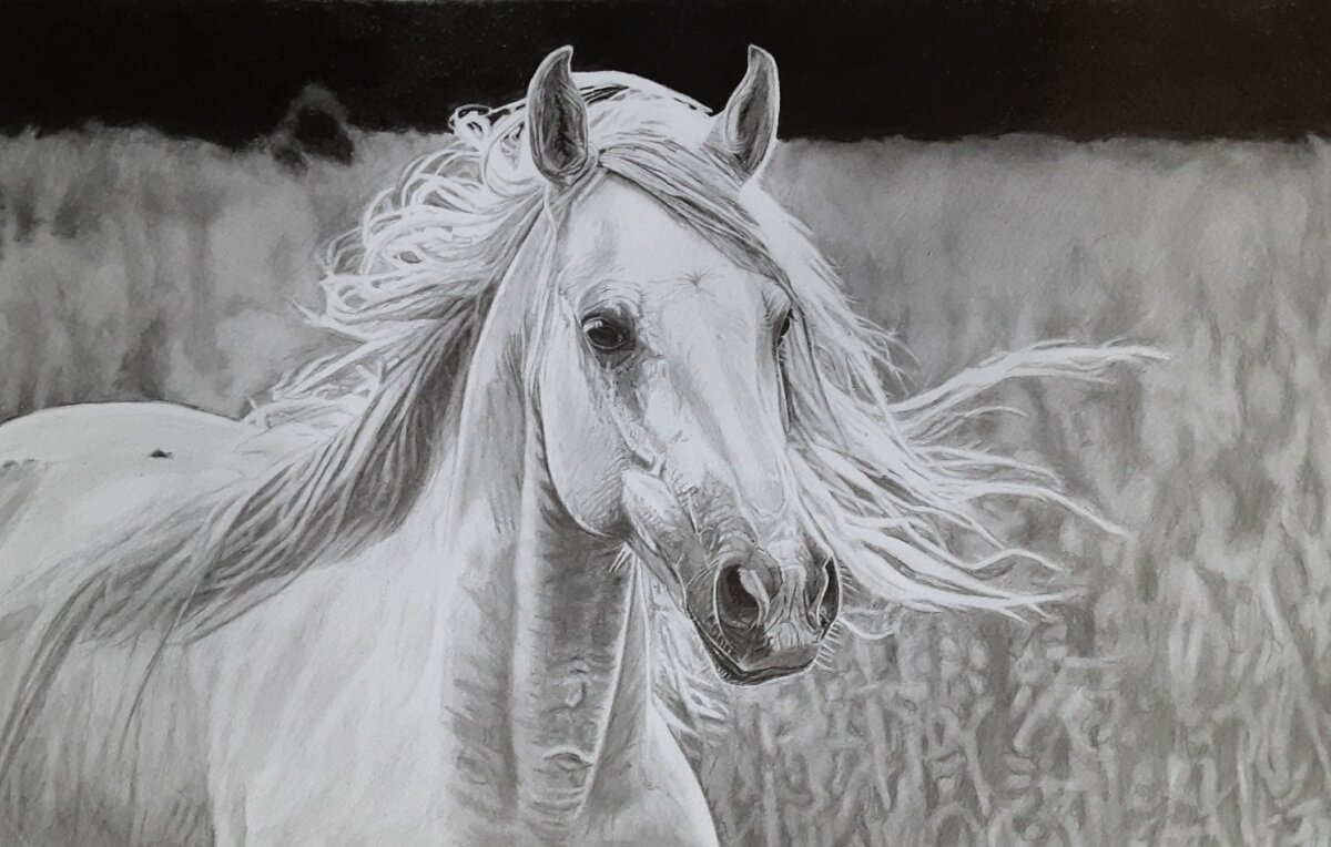 Robb Scott: 'Horses', 2023 Pencil Drawing, Figurative. My wife asked me to drawing a horse head.  So this is the one I came up with. ...