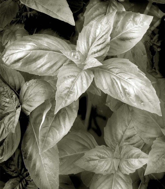 Artist Ron Guidry. 'Basil' Artwork Image, Created in 2010, Original Photography Black and White. #art #artist