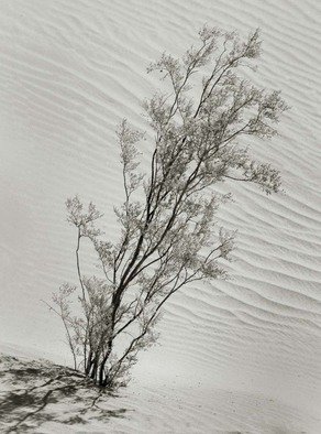 Ron Guidry: 'Mesquite and Dunes', 2010 Black and White Photograph, Botanical. 