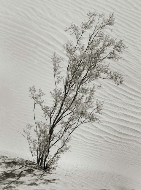 Artist Ron Guidry. 'Mesquite And Dunes' Artwork Image, Created in 2010, Original Photography Black and White. #art #artist