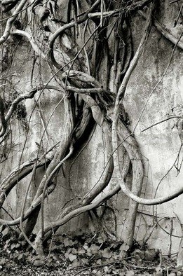 Ron Guidry: 'Vine Dance', 2010 Black and White Photograph, Botanical. 