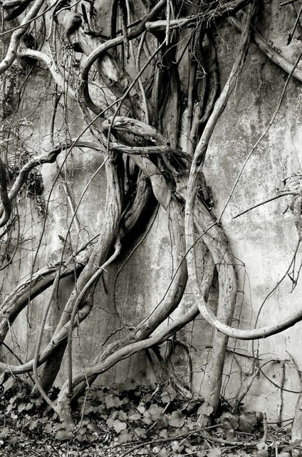 Artist Ron Guidry. 'Vine Dance' Artwork Image, Created in 2010, Original Photography Black and White. #art #artist