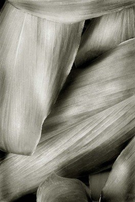 Ron Guidry: 'Xerox Leaves', 2010 Black and White Photograph, Botanical. 