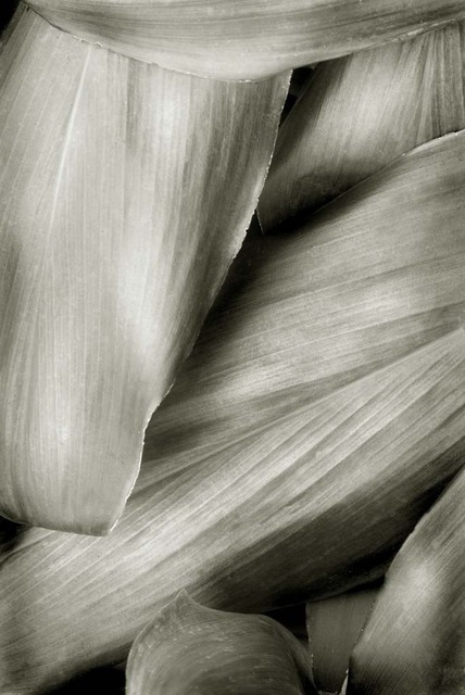 Ron Guidry  'Xerox Leaves', created in 2010, Original Photography Black and White.