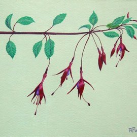 Ron Wilkinson: 'fuchsia', 2007 Acrylic Painting, Botanical. 