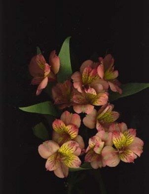 Rosemarie Stanford: 'Autum', 2007 Other Photography, Botanical. 