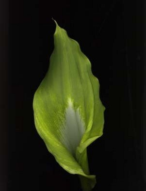 Rosemarie Stanford: 'Green Calla', 2006 Color Photograph, Botanical. 
