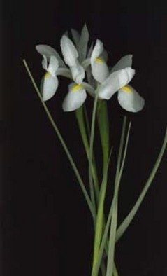 Rosemarie Stanford: 'White Iris', 2006 Color Photograph, Botanical. 