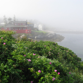 Ruth Zachary: 'Roses And Red House', 2012 Color Photograph, Landscape. Artist Description: Delicate ragusa roses in the foreground, iconic Red House and ocean all misty in the background. Monhegan Island, Maine. Larger sizes available ( 11 x 14, $98)...