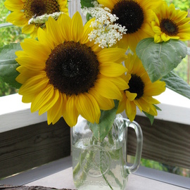 Susans Gift Sunflowers By Ruth Zachary
