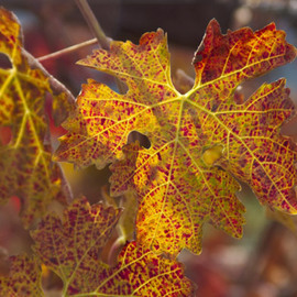 Ralph Andrea: 'Turning Leaves in the Vineyard', 2004 Color Photograph, nature. Artist Description:  California, USA. A spectacle of autumn color is ablaze in this backlit Cabernet Sauvignon leaf. Digital Photograph - Light Jet Print on Fujifilm Crystal Archive Paper ...