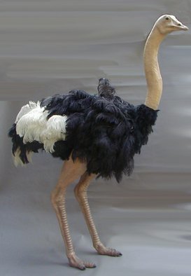 Mccullough Ryan: 'ostrich', 2008 Mixed Media Sculpture, Birds.  life size life like ostrich over 6ft ...
