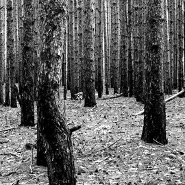Stef Dorin: 'Pine forest', 2015 Black and White Photograph, Landscape. Artist Description: Selling limited edition photographs- each print is signed and numbered verso and delivered unframed and unmated. I ship all prints, ( along with a certificate of authenticity) , rolled, in a heavy duty shipping tube fully insured. If you like to see more of my work please visit 