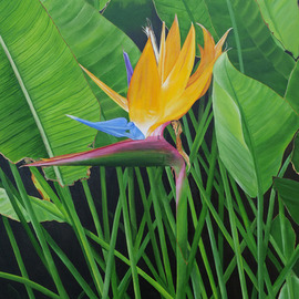 Steven Fleit: 'bird of paradise', 2019 Acrylic Painting, Floral. Artist Description: A beautiful flower found along a path bordering the ocean in South Beach, Miami, Florida. ...