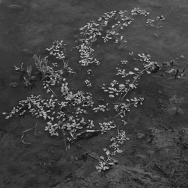 Steven Brown: 'Leaves On The Water', 2012 Black and White Photograph, nature. Artist Description:  black & white, nature, water, leaves, muddy water, fine art, fine art photography,       ...