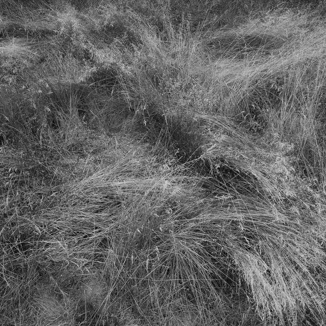 Artist Steven Brown. 'Sea Of Grass' Artwork Image, Created in 2013, Original Photography Color. #art #artist