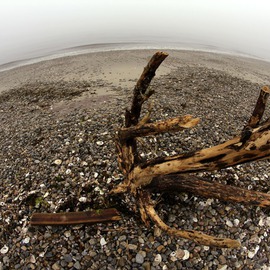 Shelley Catlin: 'Driftwood', 2014 Digital Photograph, Abstract Landscape. Artist Description:   Driftwood, stones, beach, grays, fisheye, metallic paper, Westport Connecticut, Compo  ...