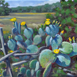 Cactus Spring By Steve Miller